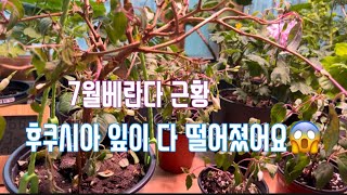 #7월베란다식물근황#후쿠시아#제라늄#베란다는건식으로