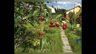 cherries ripened in the garden and leaned near the house