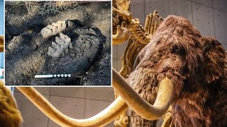 NY Homeowner Discovers Prehistoric Mastodon Jaw in Backyard!