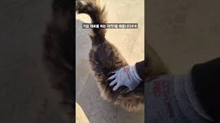 2024년 12월 27일. 길냥이 아가 도마 돌봄 일기