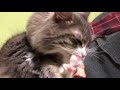 肉球を触るとパーにする猫 ノルウェージャンフォレストキャットopen your finger when touching the paws.norwegian forest cat.