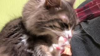 肉球を触るとパーにする猫 ノルウェージャンフォレストキャットOpen your finger when touching the paws.Norwegian Forest Cat.