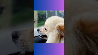 Pomeranian Traveling in a Car #pomeranian #dog