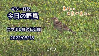 ギター日記　今日の野鳥　・　まつぶし緑の丘公園　2022年5月18日