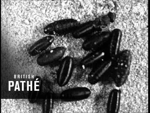 Secrets Of Nature - Where Flies Go In The Winter-Time (1922) Secrets Of Nature - Where Flies Go In The Winter-Time (1922)