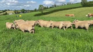 Rockdale 2022 charollais ram lambs