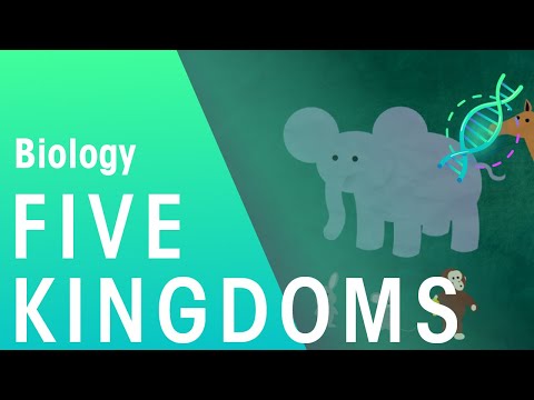 What are the characteristics of the 5 kingdoms?