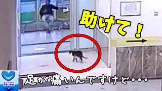 脚をひきずりながら緊急外来へやってきた猫。人間の病院に助けを求める姿に心温まる【感動】