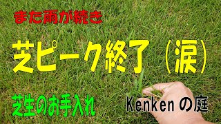 【Vol40】芝のシーズンもあっという間に終了。雑草だらけで10年間メンテナンスしなかった芝生の再生物語。