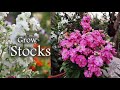 Stock Flower Plant , Growing Stocks - Fragnant Flowers