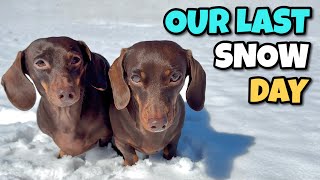 Mini DACHSHUNDS Go SLEDDING on Their Last Day in the Snow Before it Melts