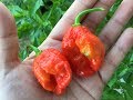 What's That Pepper Ep34 - Chocolate Scotch Bonnet X