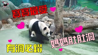 20210505 圓寶就是要鑽媽媽山山洞，4度可愛沾滾木屑 The Giant Panda Yuan Bao and Yuan Yuan