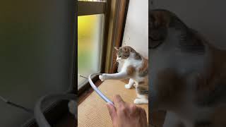 ハンガーと真剣に戦うかわいい三毛猫😍#shorts #三毛猫 #猫動画