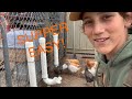 DIY Easy Chicken Feeder (Cheap!!)