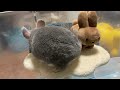 【謹賀新年】チンチラのそらから新年のご挨拶withウサギさん達＃chinchilla＃チンチラ＃ウサギ