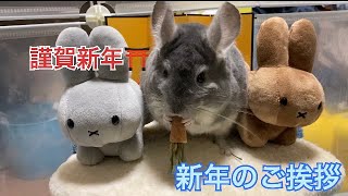 【謹賀新年】チンチラのそらから新年のご挨拶withウサギさん達＃chinchilla＃チンチラ＃ウサギ