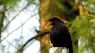 blue whistling thrush singing video.mp4