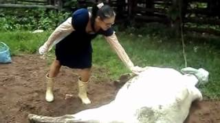 Woman got a kick from a mad cow in her head