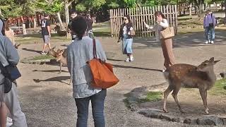 鹿と楽しむ外国人観光客🦌【Nara Park】