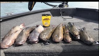 Team Catfish Fiber Nuggets Catfish Bait Does It Catch Catfish?? Fishing Challenge