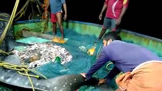 wall shark rescue at puthiyappa harbour kozhikode . fishermen release a  shark back into the water