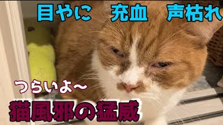 【ソルト君の猫風邪がみんなに移った】すごい感染力、、みんなに移って大変‼️#猫動画 #ねこ #猫風邪#感染#子猫　#猫　多頭飼い