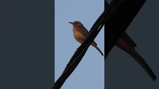 Female Common Stonechat