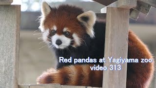 八木山レッサーリポート313 レッサーパンダ Red panda at Yagiyama zoo video_313 八木山動物公園