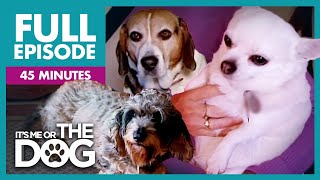 The Chunky Trio: Overweight Dogs Special | Full Episode | It's Me or the Dog