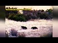 young grizzly bears spotted in western montana