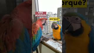 🎤 traducido por Google #Caracas #Venezuela #guacamayas #macaws #shorts 🎥:@caracas_ve