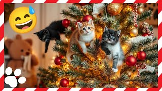 Neue Lustige \u0026 süße Katzenvideos 2024 😻 Funny Cat Videos 🤣