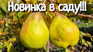 Груша Яблунівська / Зимові сорти груші