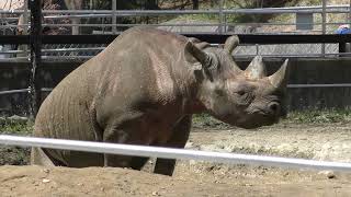 【４ｋ］盛岡動物公園2023サイの水浴び