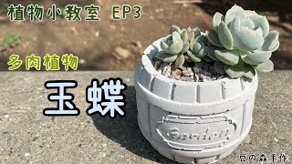 豆の森手作丨植物小教室EP3 多肉植物 玉蝶丨景天科丨