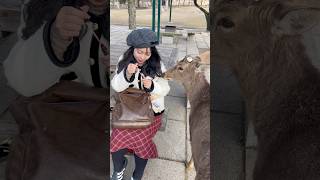 甘いつながりの美しい少女と奈良の鹿 | nara park deer 🦌 in japan