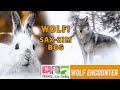 Wolf Encounter! Sax-Zim Bog in February; Winter Finches; Birding; Virtually Live 34 S3E9