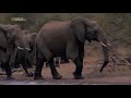 lion documentary how lions hunt their prey wild planet