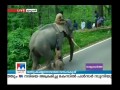 wild elephant disturbs normal life in idukki manorama news