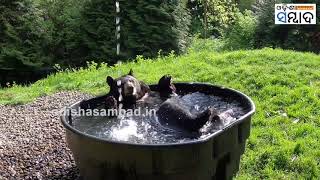 Adorable Black Bear gives himself a relaxing bath at the Oregon Zoo