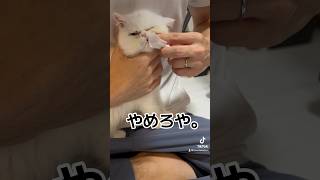 歯磨きイヤイヤ#子猫#cat#猫#エキゾチックショートヘアー#歯磨き