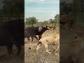 bison rescues fellow wild animals at close range animals compete in combat power