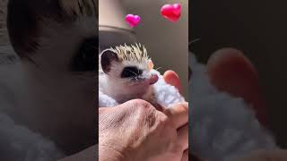 Evening Cuddles With Hedgehog 😍🥰 Hedgehog.Ёжик. ハリネズミ. 고슴도치. 刺猬. jeż. Erizo.