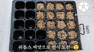 초보 다육맘 리톱스 씨앗으로 발아 도전하다~~😁