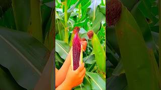 Irresistibly Fresh Red Corn Revealed! #viralvideo #viralshorts #corn