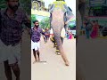 evoor kannan🔥🔥 keralaelephants shorts triviansvlog