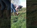 We planted 101 trees in a coppice