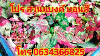 โปร บอนสีหลักสิบ โทร 0634366825 สวนแบงค์บอนสี