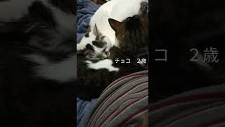 膝の上で寝る猫たち　#shorts